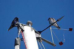 "birds on a vane" by author